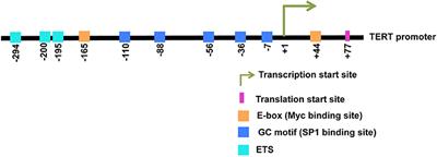 Transcriptional Regulation of Telomerase Reverse Transcriptase (TERT) by MYC